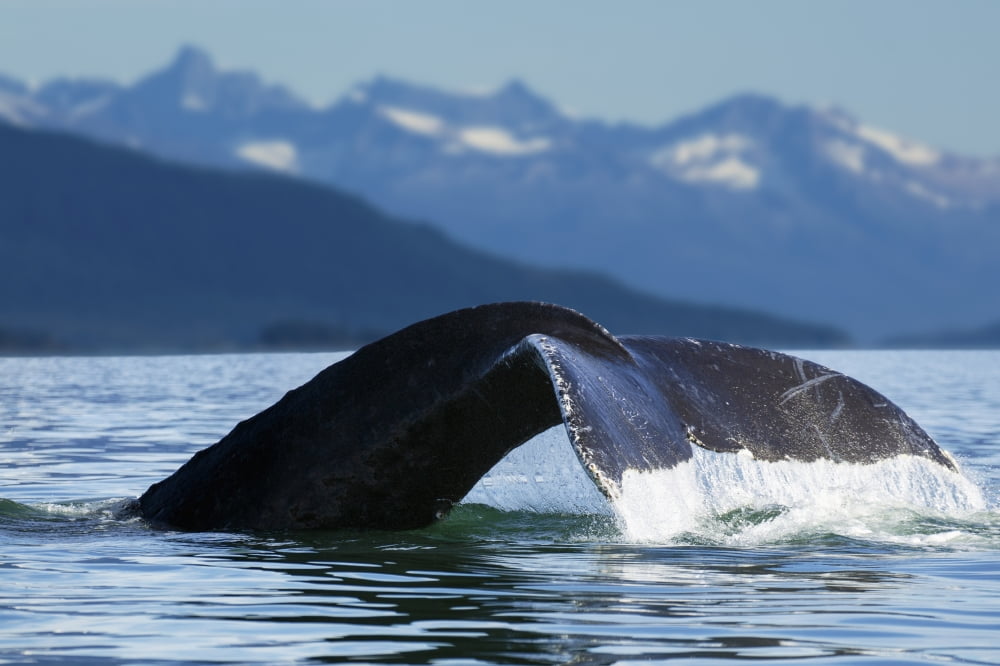 A Humpback whale lifts its flukes as it returns to the depths to feed in the bountiful waters of Alaskas Inside Passage Tracy Arm in the distance Stephens Passage near Juneau Canvas Art - John Hyde D