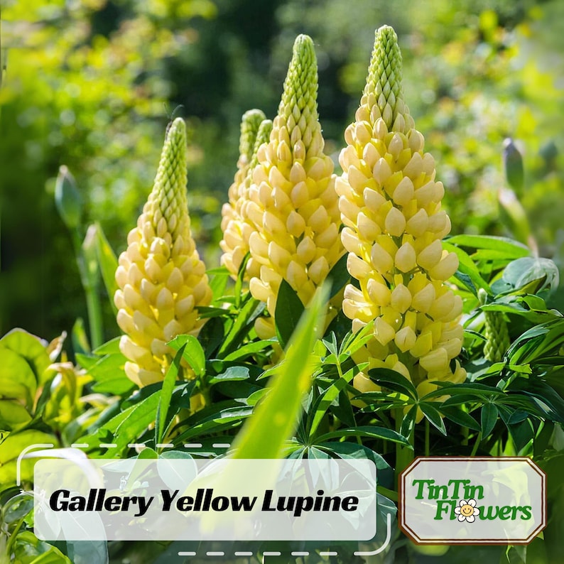 30 Seeds - Gallery Yellow Lupine Seeds for Pollinator Bees & Butterflies - Lupinus polyphyllus - Wildflower Gardening