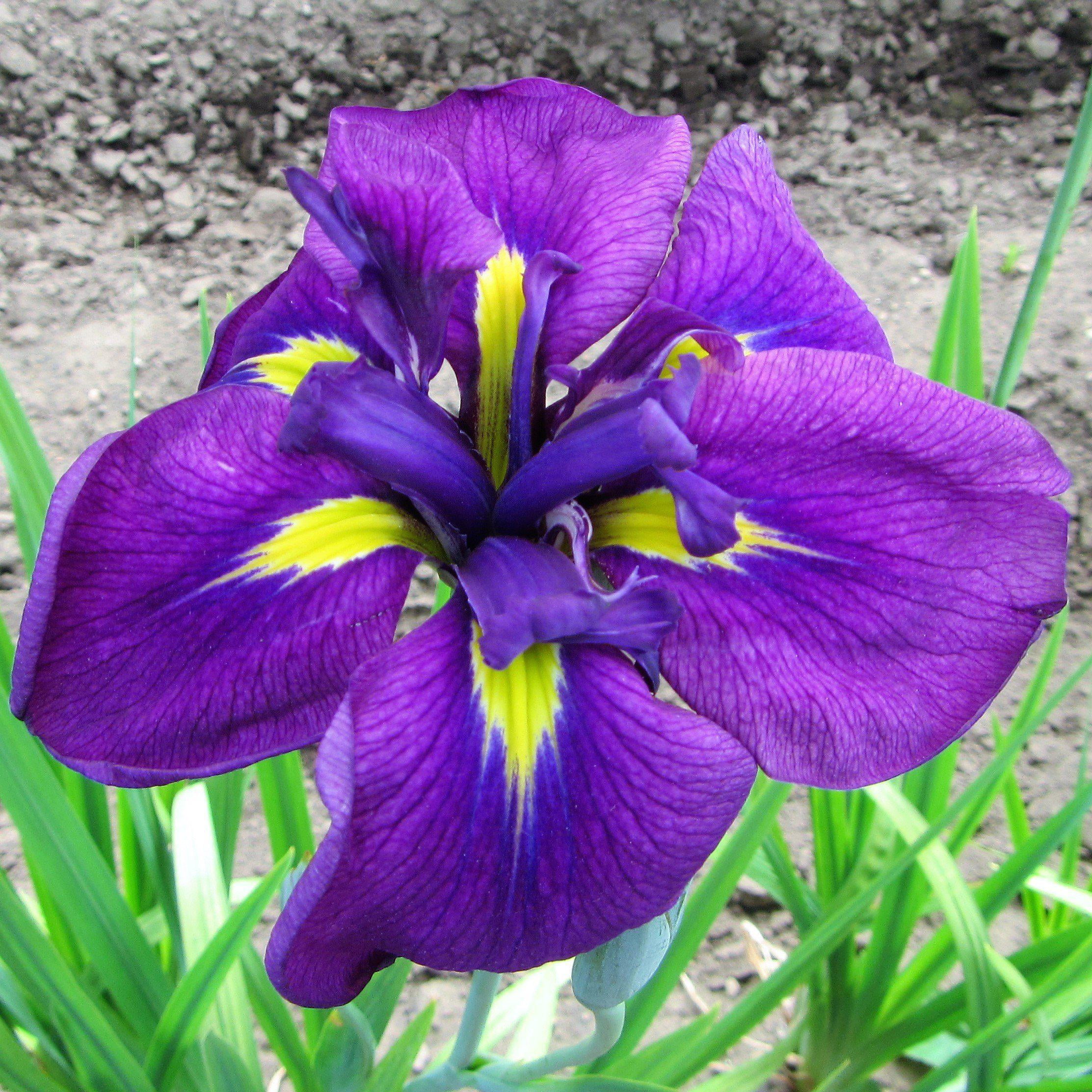 Japanese Iris Zen Garden Mix 5 Rhizomes - Spring Purple & White Blooms Partial Sun