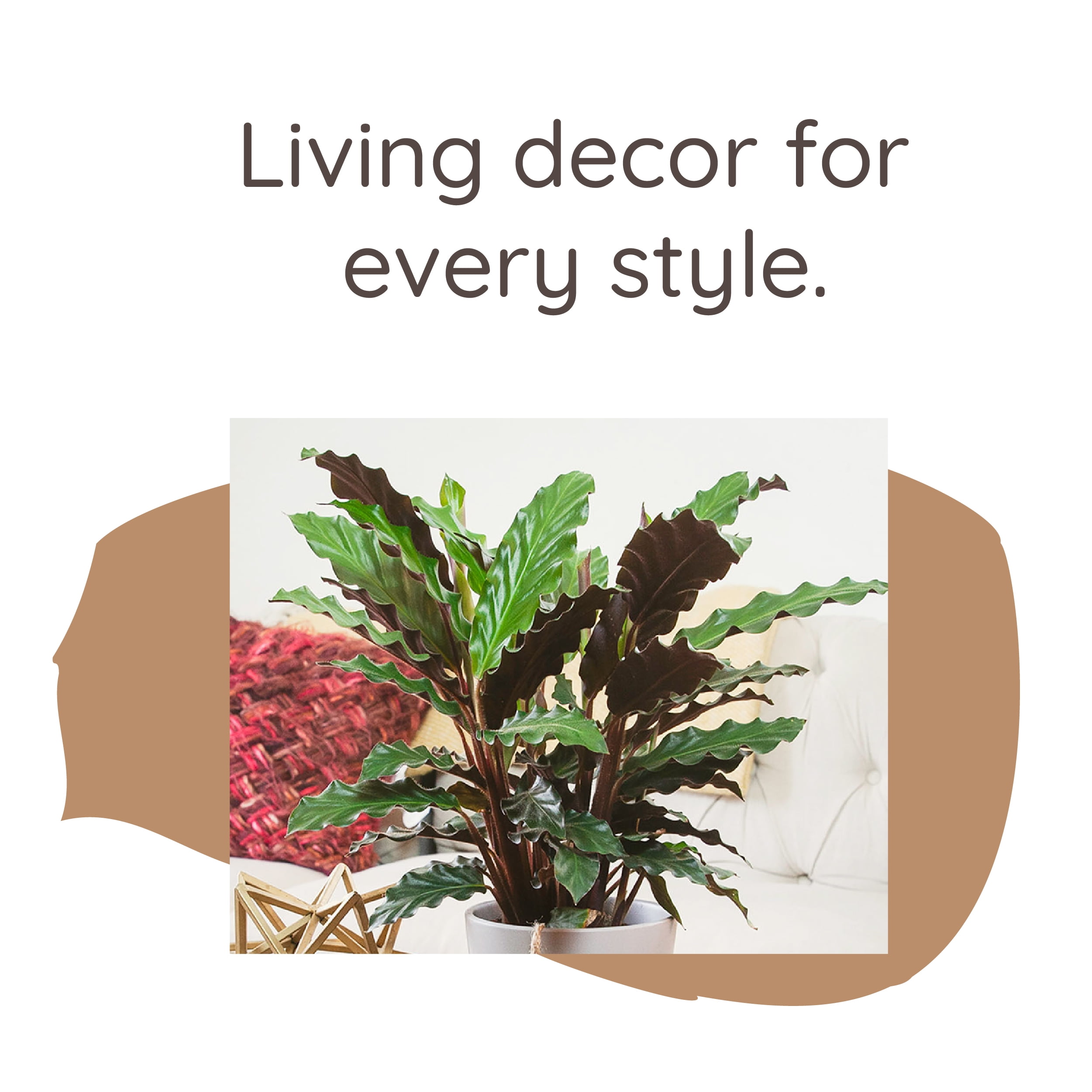 Wild Interiors Calathea Wavestar, 12-18” Tall, 5” Ceramic Pot
