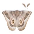 thumbnail image 4 of Capa de mariposa de Halloween, chal decorativo versátil para carnaval de mascaradas Café ligero, 4 of 9