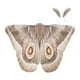 thumbnail image 4 of Capa de mariposa decorativa para Halloween, chal de polilla para disfraces de actuación en el escenario Café ligero, 4 of 9