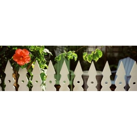 White Picket Fence - White picket fence and red hibiscus flower along Whitehead Street Key West Monroe County Florida USA Canvas Art - Panoramic Images (36 x 13)