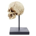 thumbnail image 4 of AMLESO Creative Resin Statue Skeleton Props Sculpture Home Office Desk Decoration, 4 of 7