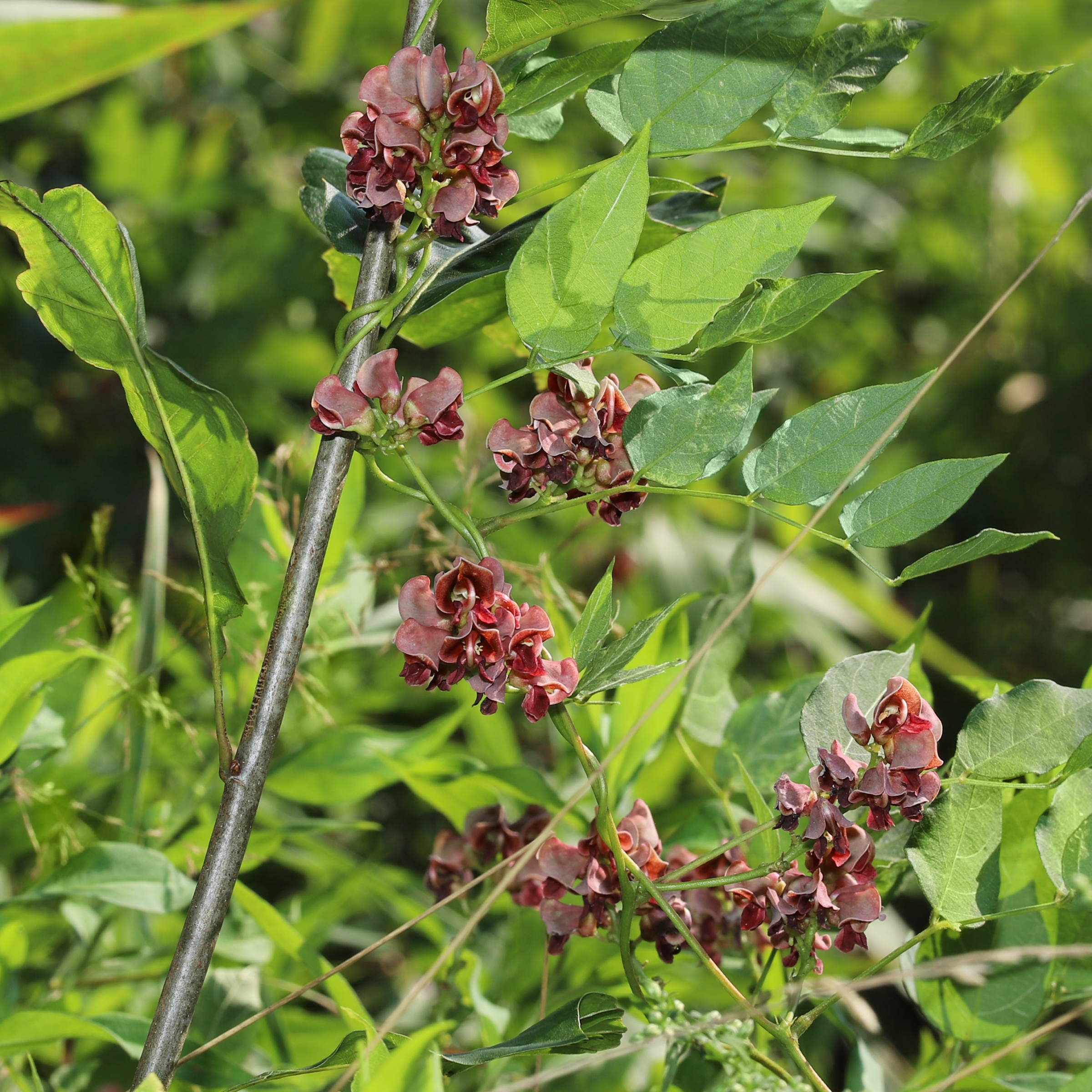 National Plant Network 1 gal. Apios Americana Ground Nut Live Perennial Plant Ruddy Red Flowers With Full Sun
