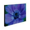 thumbnail image 2 of Trademark Fine Art 'Beautiful Anemone' Canvas Art by Kathy Yates, 2 of 3