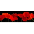 thumbnail image 2 of Crum, R. 18x9 White Modern Wood Framed Museum Art Print Titled - Vermilion Poppies, 2 of 4