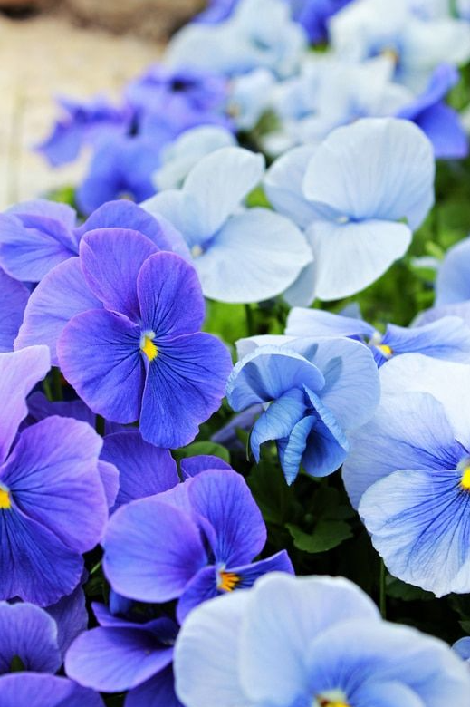 Violets Blue Live Plants Houseplants, Blue African Violet Flower 4 Inches Pot, Live Plant Indoor Ready to Grow Your Garden, African Violet Flowers, 3-5 Inch Pot