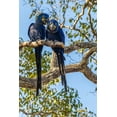 thumbnail image 2 of Jaynes Gallery 13x18 Gold Ornate Wood Framed with Double Matting Museum Art Print Titled - Brazil-Pantanal Hyacinth macaw pair in tree, 2 of 4