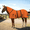 Orange/ Black, variant on Resistance Horse Fly Sheet – Lightweight Breathable Mesh Summer Sheet with Full Neck & Belly Band, UV Bug Protection Combo Cover – Sizes 68 to 83