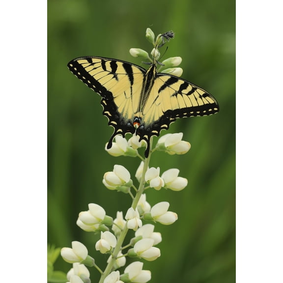 White Wild Indigo Baptisa alba Meadow Wildflowers Premium Seeds for Planting