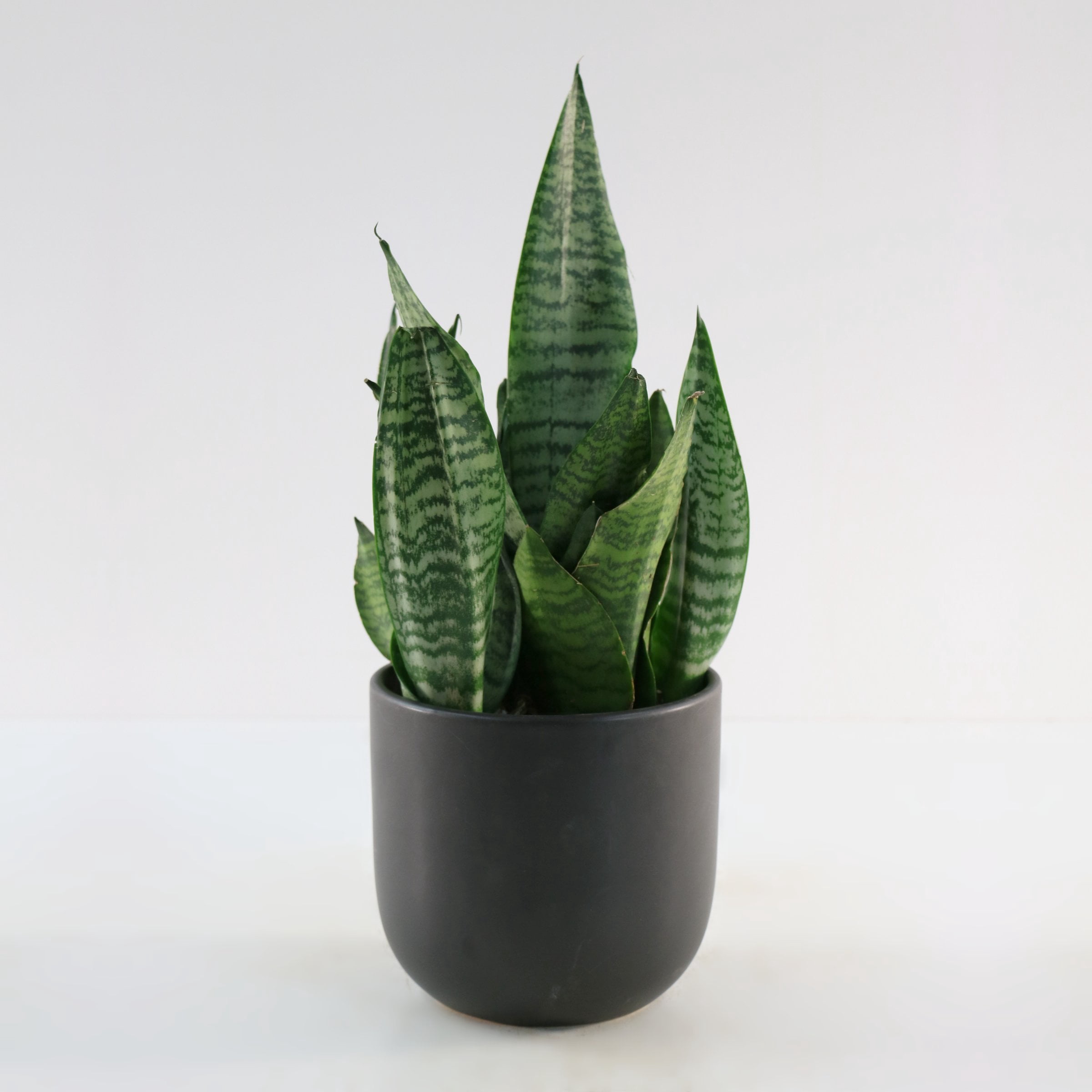6 in. Sansevieria Zeylanica Superba Plant in Grower Container