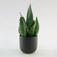 thumbnail image 5 of 6 in. Sansevieria Zeylanica Superba Plant in Grower Container, 5 of 9