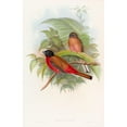 thumbnail image 2 of John Gould 17x24 Gold Ornate Framed and Double Matted Museum Art Print Titled - Duvaucel's Trog (1850-1883), 2 of 4