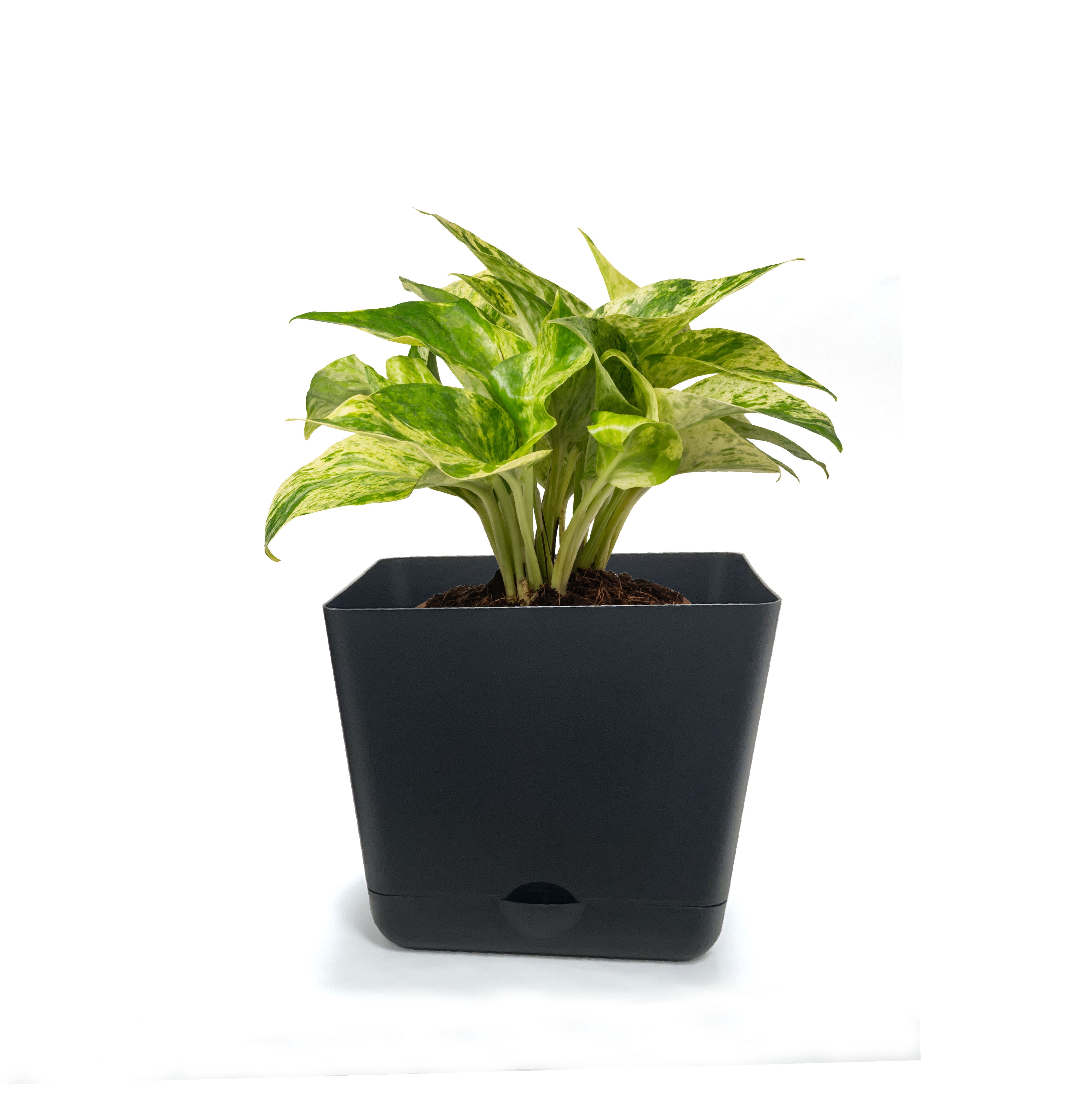 (2 pack) Mainstays Self-Watering 12in Black Square Planter