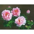 thumbnail image 2 of Murphy, John 18x14 White Modern Wood Framed Museum Art Print Titled - American Flowers I, 2 of 4