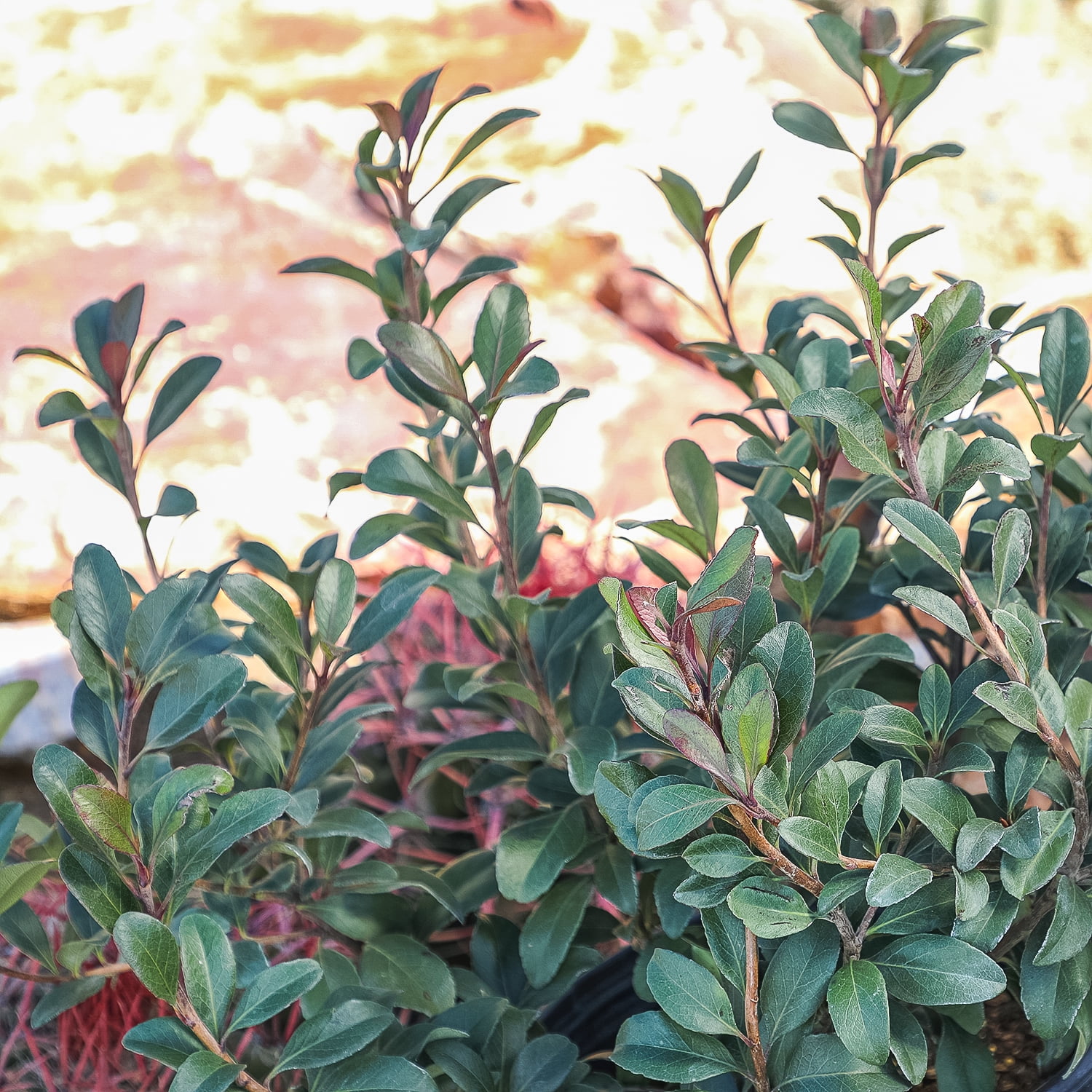 Expert Gardener Bay Breeze Rhaphiolepis Indian Hawthorn Live Plant, 12-15 in Tall