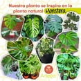 thumbnail image 4 of Planta artificial decorativa moderna Artego con maceta Monstera de 140cm para hogar sala comercio oficina, 4 of 8