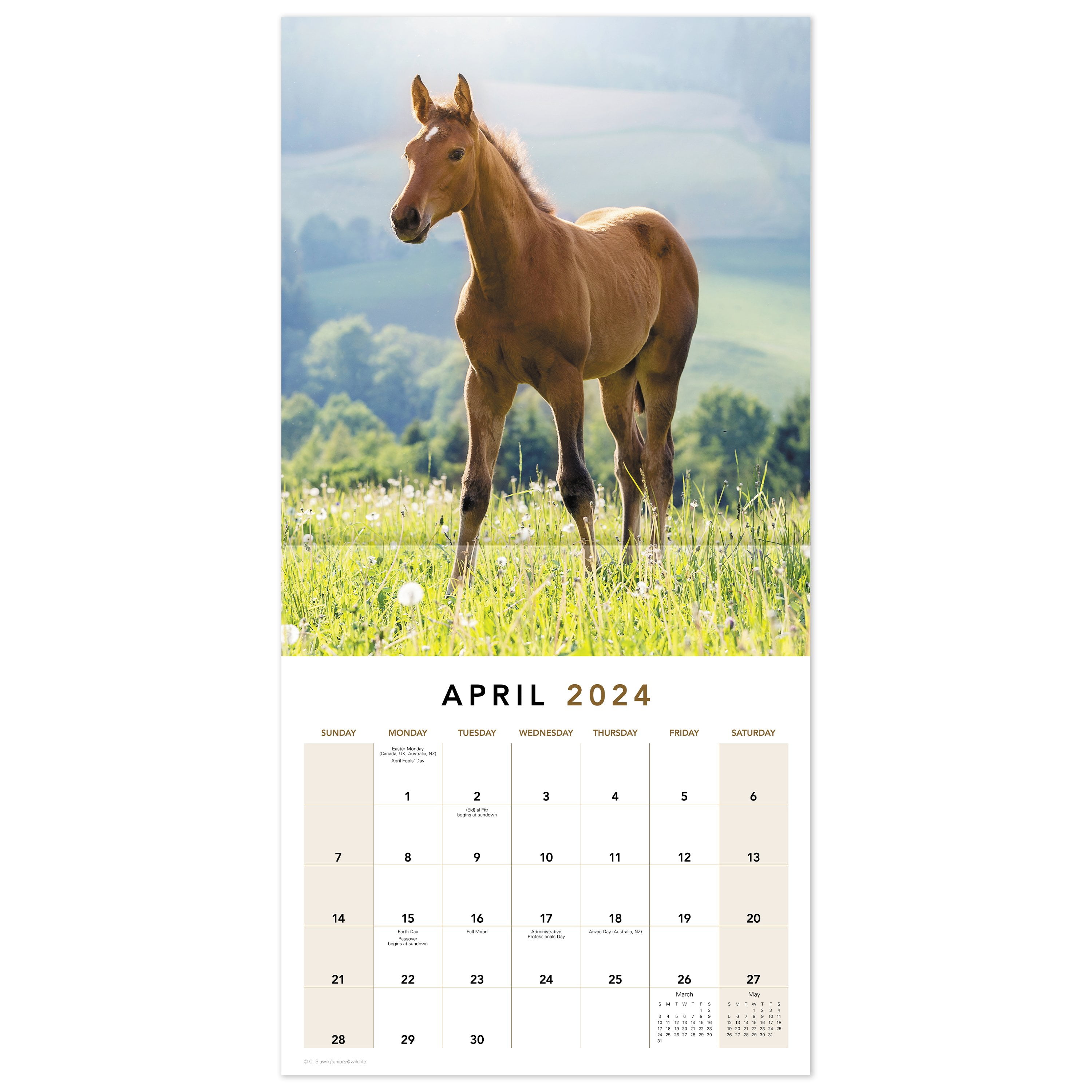Horses 2024 Monthly Wall Calendar 12 x 12 - Wall Calendars