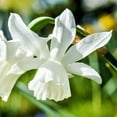 thumbnail image 3 of Easy to Grow Narcissus Daffodil Thalia 10 Plant Bulbs, Spring Zones 4-8, 3 of 4