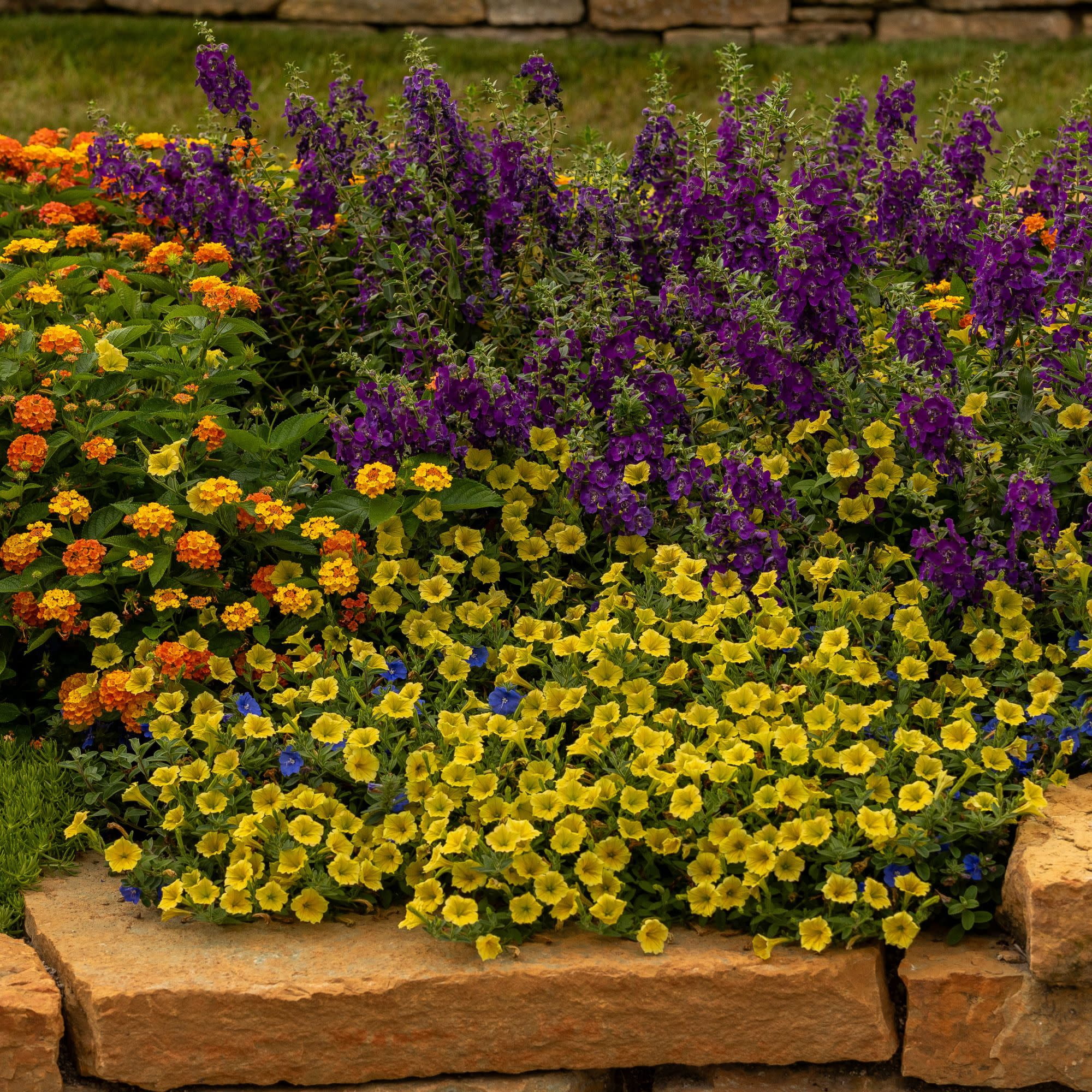 Proven Winners 4" Angelface Blue Summer Snapdragon Live Plant in 4.25" Pot (4 Count)