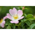 thumbnail image 6 of Seedville 15 Pink Wood's Rose Flower Seeds, Fragrant, 6 of 10