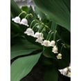 thumbnail image 4 of Convallaria “Lily of the Valley“ (5 pips root bulbs) - Flourishing Venture, 4 of 6