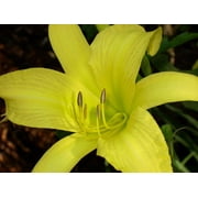 Classy Groundcovers, Daylily 'Hyperion'  (25 Bare Root plants)