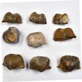 thumbnail image 4 of OULII 1 Pack Brachiopod Irregular Shape Simulation Model For Home Decoration, 4 of 7