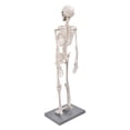 thumbnail image 4 of Human Muscular Skeleton Model, Human Skeleton Model Visual Lifelike  For Display And Study For Schools Teaching Use, 4 of 8