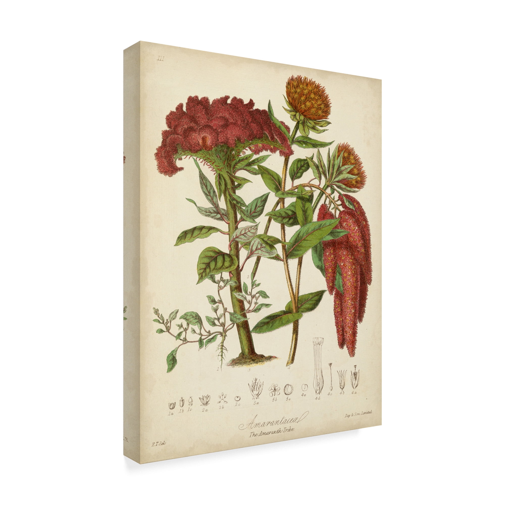 Trademark Fine Art 'Twining Botanicals II' Canvas Art by Elizabeth Twining