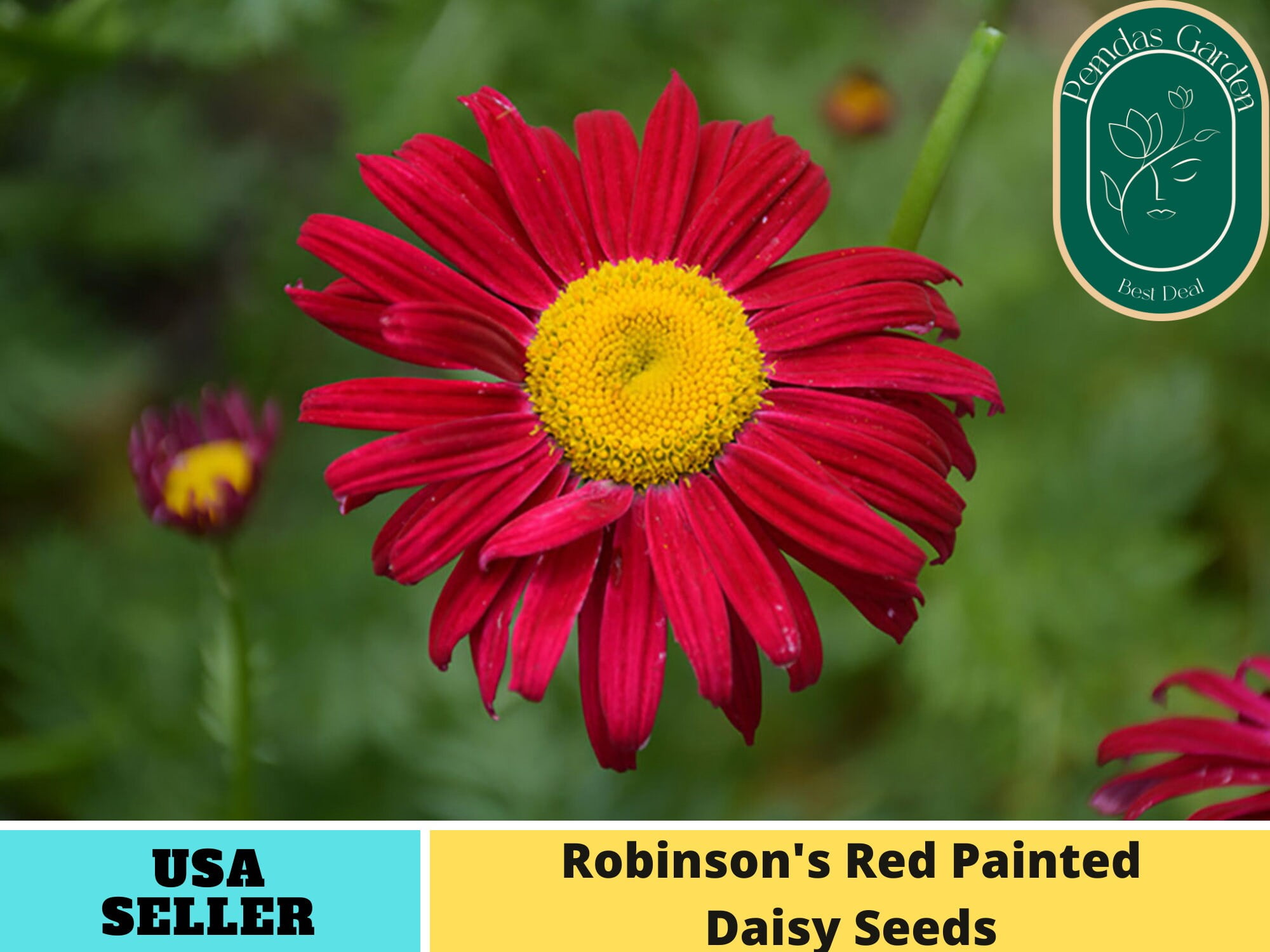 100 Seeds Robinson's Red Painted Daisy Seeds Authentic Seeds GMO Free Flower seeds