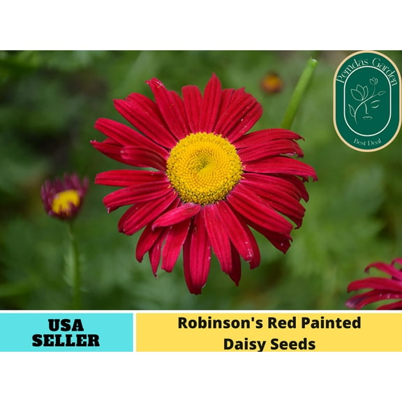 100 Seeds| Robinson's Red Painted Daisy Seeds - Authentic Seeds ~ GMO Free ~Flower seeds~ Vegetable seeds~ Asian Garden~ Flowers B5G1#N010