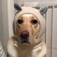 thumbnail image 5 of Cálido sombrero de invierno para perro grande Mascota Oreja de conejo Disfraz Cuello Oreja Afortunado Sencillez, 5 of 5