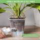thumbnail image 3 of 6 Inch Transparent Plastic Garden Pots Self Watering Planters, 5 Pack Plastic Nursery Plant Pots with Deep Reservior, 3 of 5