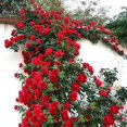 thumbnail image 4 of Evago 100 Pcs/set Climbing Rose Seeds Perennial Fragrant Home Garden Plant Multiflora Flower Seed, 4 of 4
