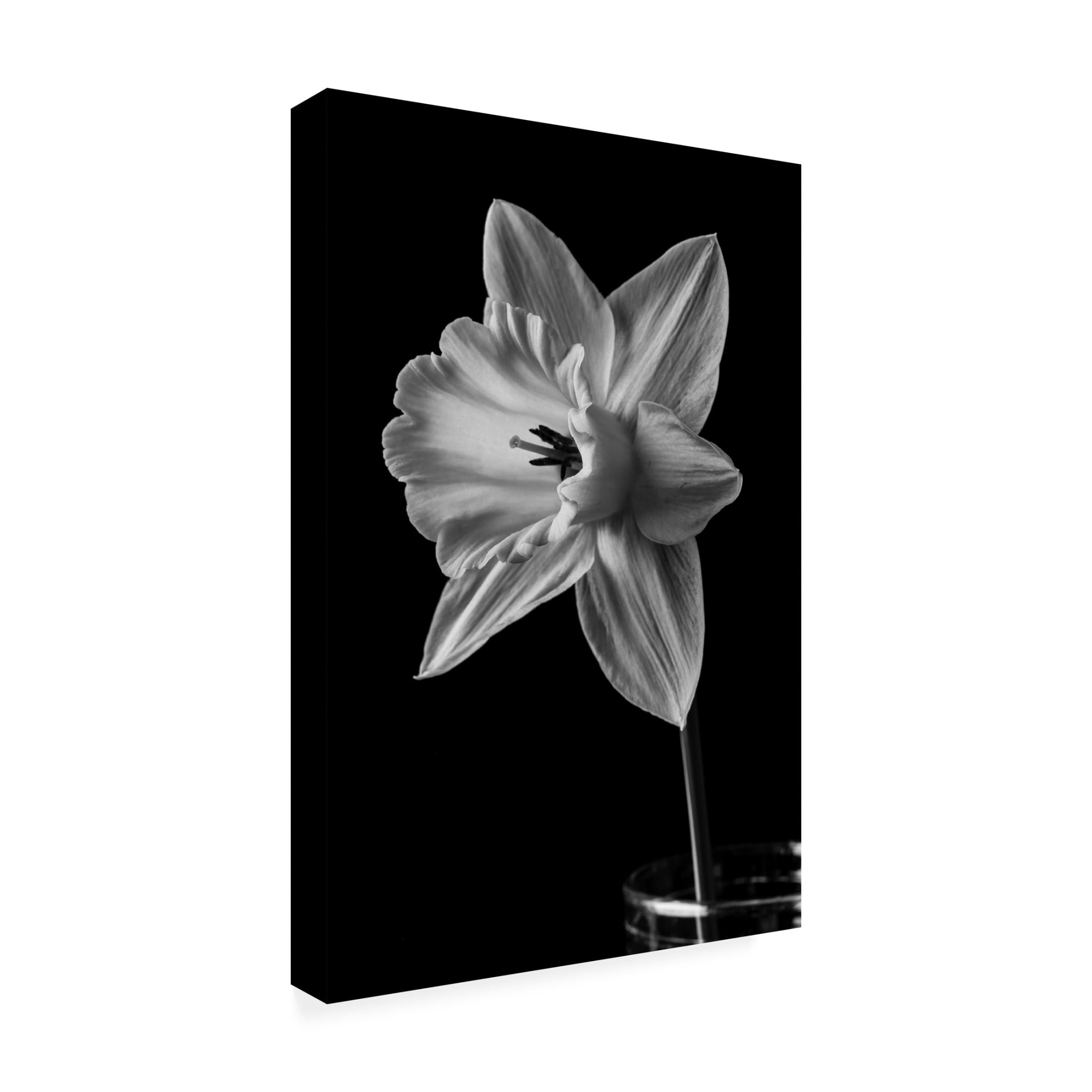 Canvas Wall Art - Edward M. Fielding 'Narcissus May 2015' Wall Art for Living Room, Bedroom, or Office D?cor by Trademark Fine Art - 22 x 32 Inches