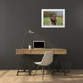 thumbnail image 3 of Fitzharris, Tim 32x25 White Modern Wood Framed Museum Art Print Titled - Grizzly bear, 3 of 4