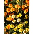 thumbnail image 2 of TomorrowSeeds - African Daisy Mix Seeds - 4500+ Count - For 2026 Planting Cape Marigold Rain, 2 of 9