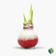 thumbnail image 3 of Waxed Amaryllis Holiday Trio, 3 of 8