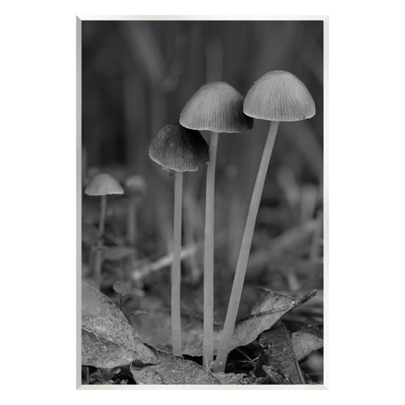 Stupell Industries Forest Mushroom Photography Botanical & Floral Photography Unframed Art Print Wall Art, 10 x 15