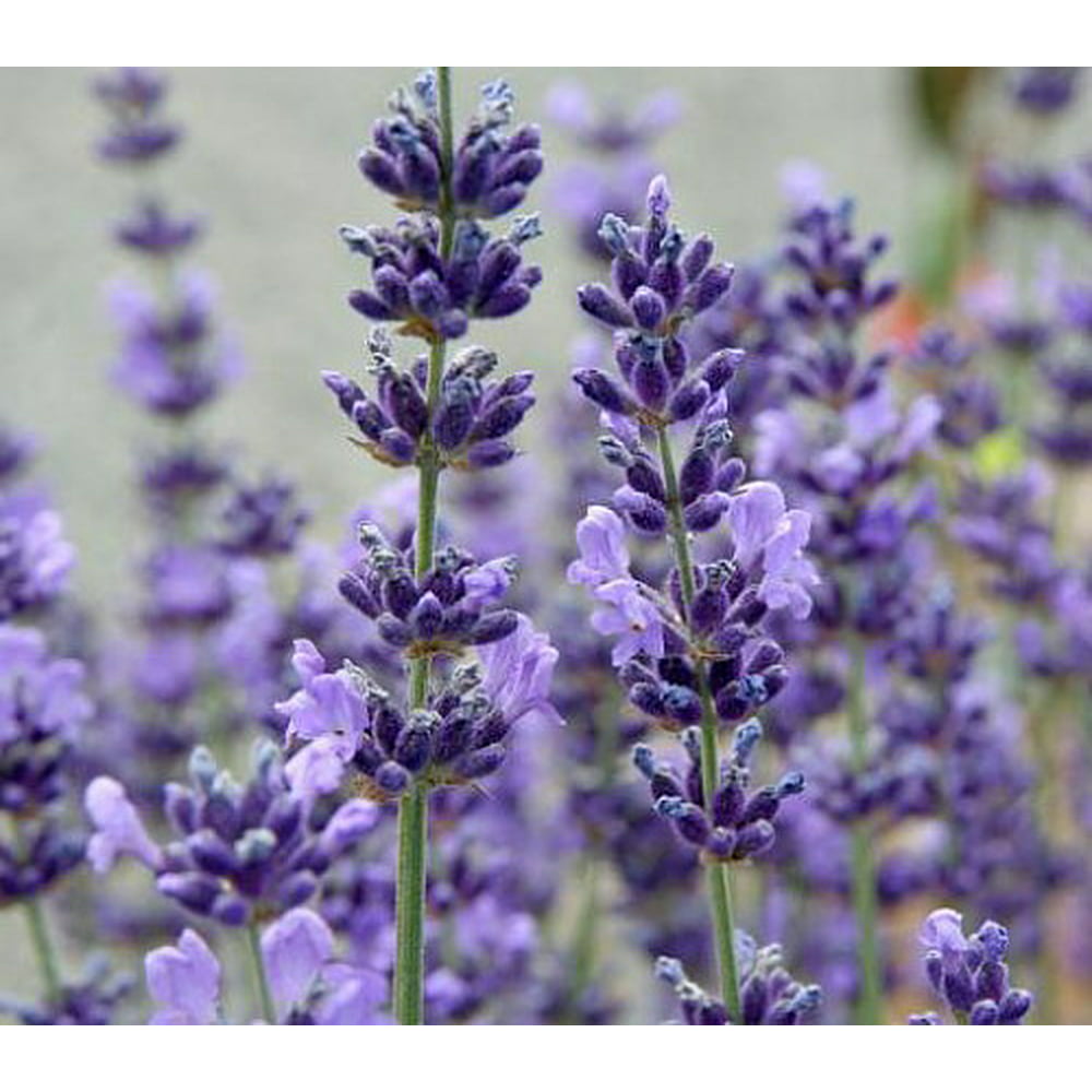 Lavender Herb Perennial Very Fragrant /Refreshing/Calming 5" Pot