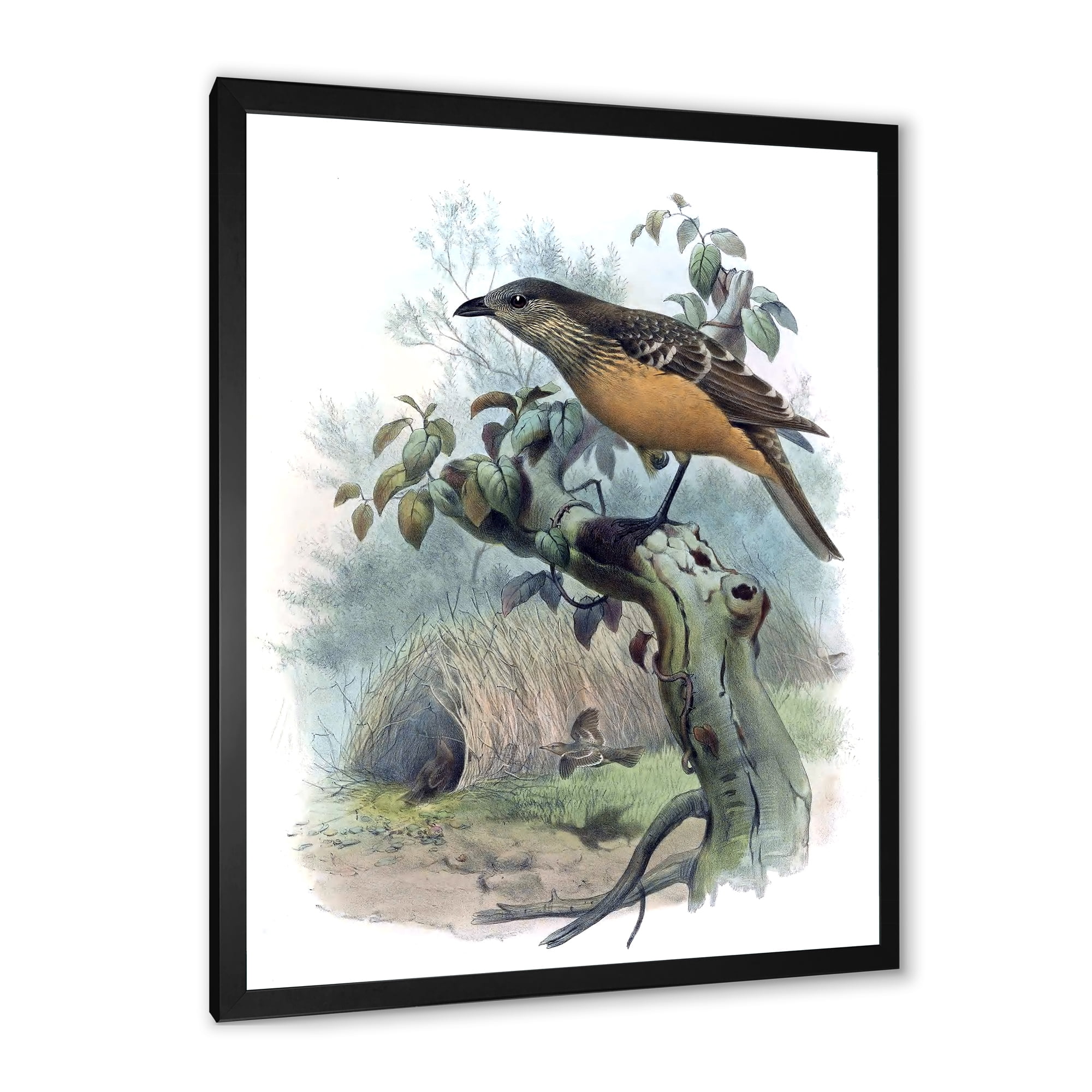 Designart 'The Paradise Birds on a Tree Branch' Traditional Framed Art Print