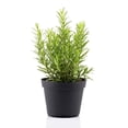 thumbnail image 2 of RedCrocus Common Rosemary Herb- Rosmarinus officinalis 'Upright'- Fragrant, Evergreen Herb for Culinary & Ornamental Use 4.5" Pot (Pack of 5), 2 of 20