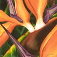 thumbnail image 3 of Higby, Jason 15x15 Black Modern Framed Museum Art Print Titled - Bird of Paradise Tile II, 3 of 5