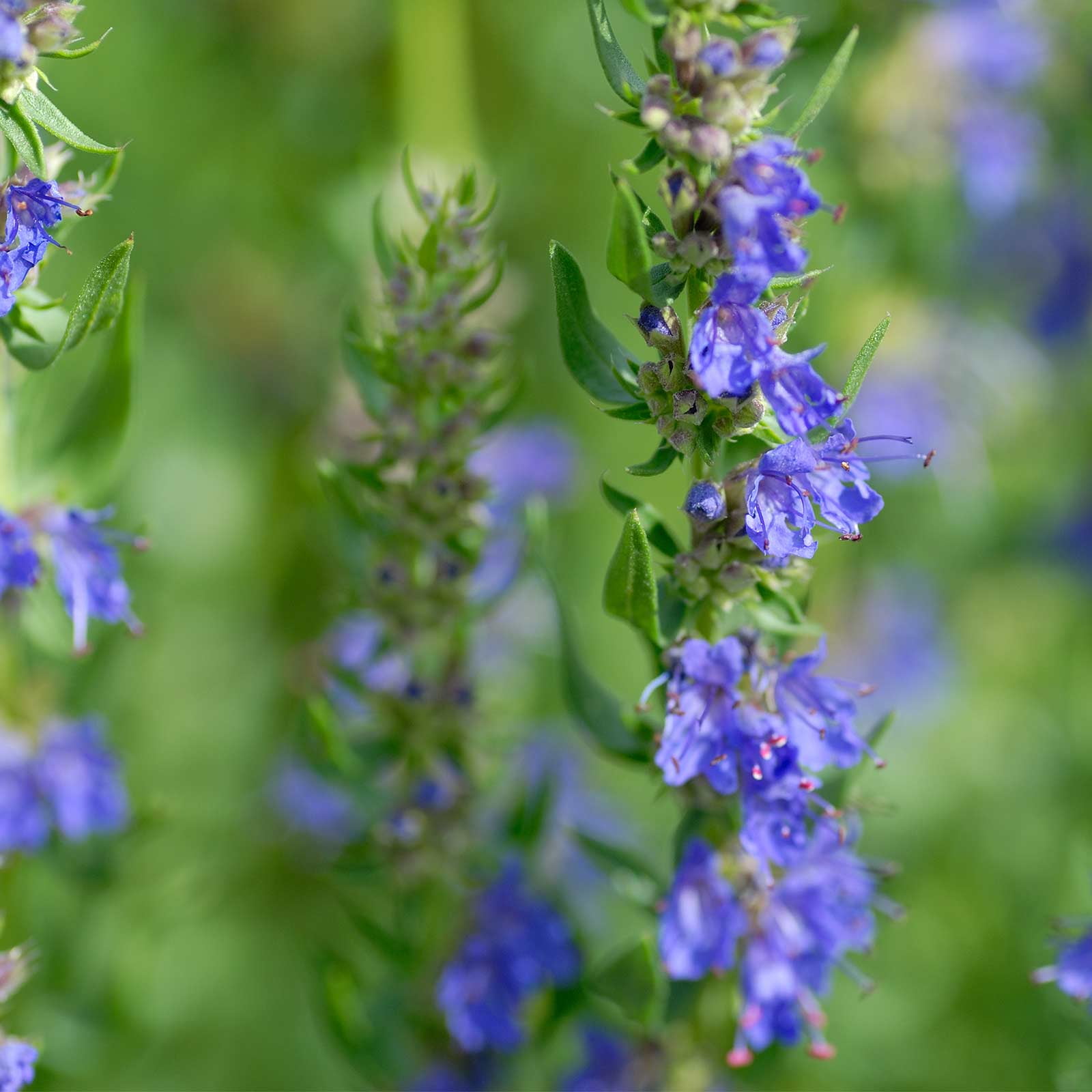 Herb Seed Hyssop Seeds Fresh Seed  Perennial  FREE Shipping 