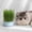 Blue, variant on Moonsky Cat Grass Growing Kit with Seed Tray Hydroponic Wheatgrass Seeds for Indoor Cats Hairball Relief