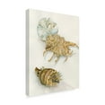 thumbnail image 2 of Trademark Fine Art 'Shell Study' Canvas Art by Joanne Porter, 2 of 3