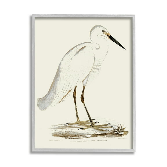 Stupell Industries Vintage Egret Latin Study Marsh Bird Illustration, 11 x 14, Designed by Daphne Polselli