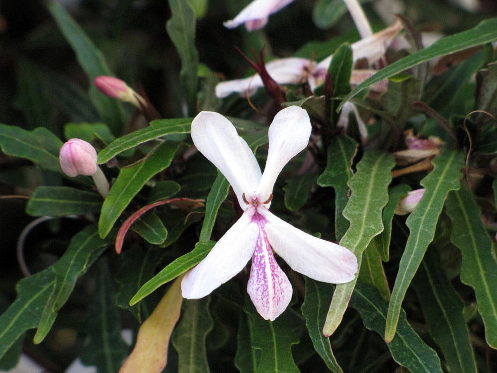 Twilight Orchid Plant - Pseuderanthemum sinuatum -  2.5" Pot - Easy House Plant